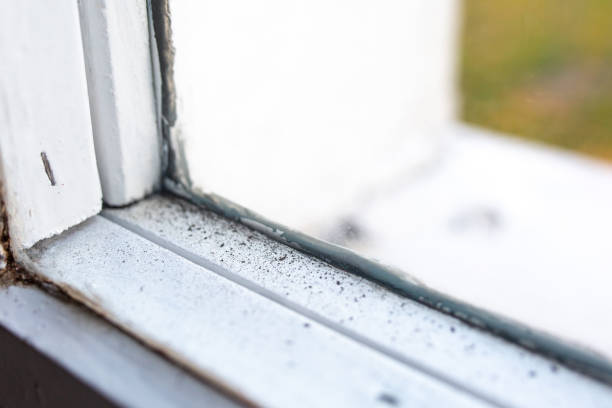 Professional Mold Removal in Bettendorf, IA