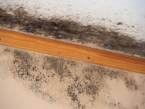 Best Indoor Air Quality Assessment  in Bettendorf, IA