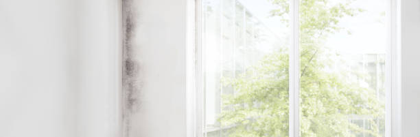 Best Mold-Related Health Consultation  in Bettendorf, IA