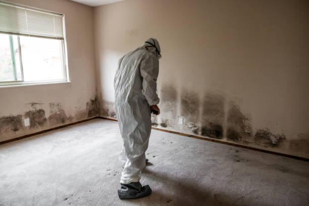 Biohazard Mold Removal in Bettendorf, IA